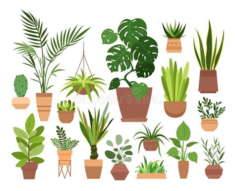 Plant In Pot Vector Illustration Set Cartoon Flat Different Indoor