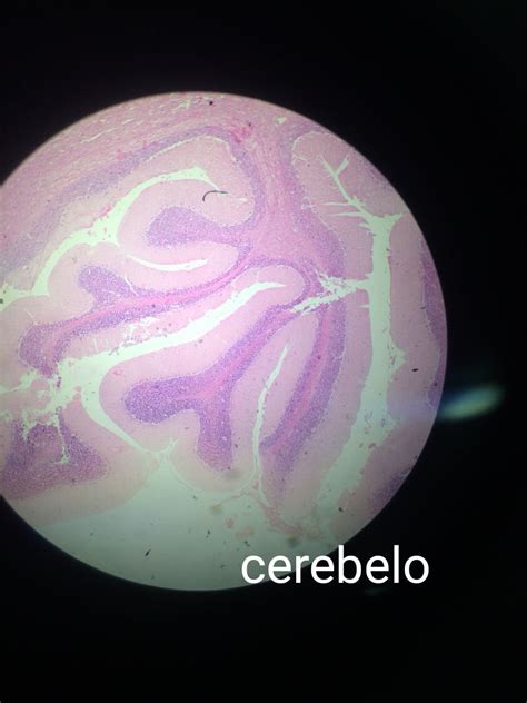 L Mina Cerebelo Citologia E Histologia Especial