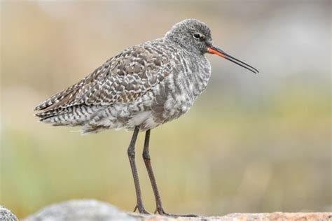 Spotted Redshank (Tringa erythropus) - Hawaii Bird Guide