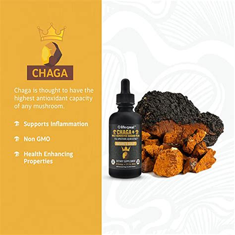 Chaga Mushroom Liquid Extract Mycelium Sona Biotech