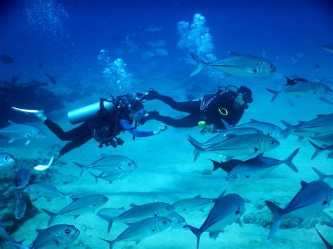 Scuba Dive Cabo Pulmo National Park Adventures In Baja