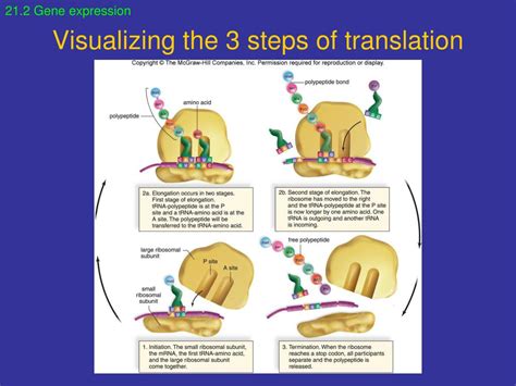 Translation 3 Steps