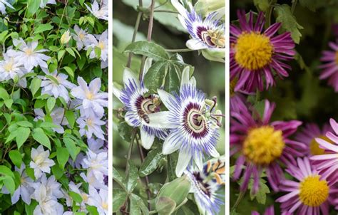 Top Des Meilleures Plantes Grimpantes Feuillage Persistant