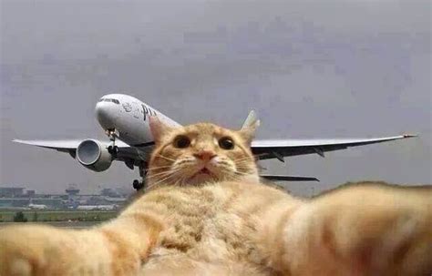 Cat and Jet Airliner Funny Picture