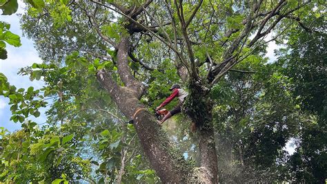 Husqvarna 3120xp Stihl Ms 881 Cut Down 2 Trembesi Trees Near The