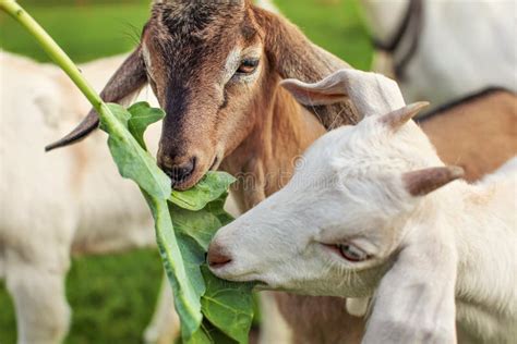 Dos Peque Os Ni Os De La Cabra Que Alimentan En La Hoja Grande Foto De