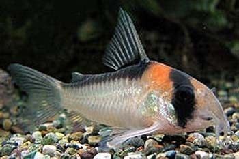 √ Corydoras Adolfoi Breeding | Fischlexikon