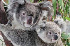 Koala Tier Steckbrief im Tierlexikon für Kinder GEOLINO