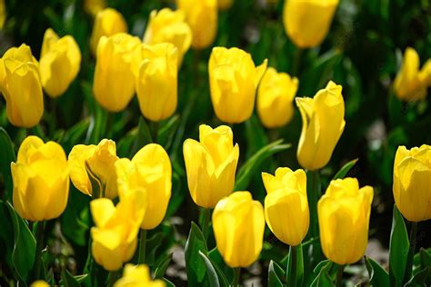 Bouquet Of Tulips Yellow Spring Background, Tulip, Spring Tour, Outdoor ...