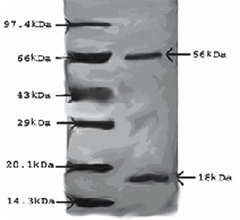 B Fractions From Ammonium Sulfate Cut Dialyzed Sample On 12 Sds Page Download Scientific