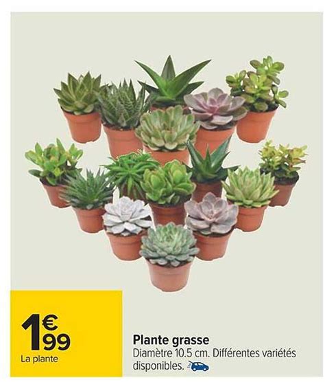 Promo Plante Grasse Chez Carrefour Icatalogue Fr