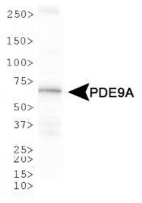 Pde A Antibody Bsa Free Novus Biologicals Ml Unlabeled