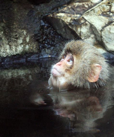 Hot Bath For Snow Monkeys In Jigokudani Monkey Park In Nagano Japan