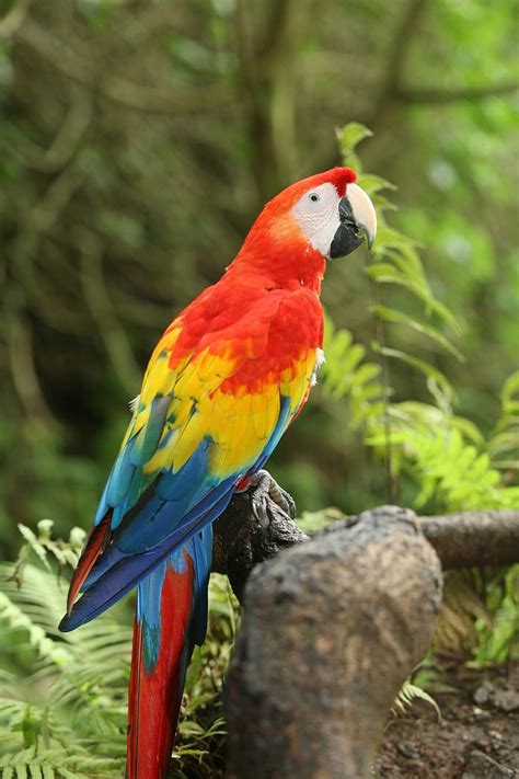 Royalty free Macaw photos | Pikist