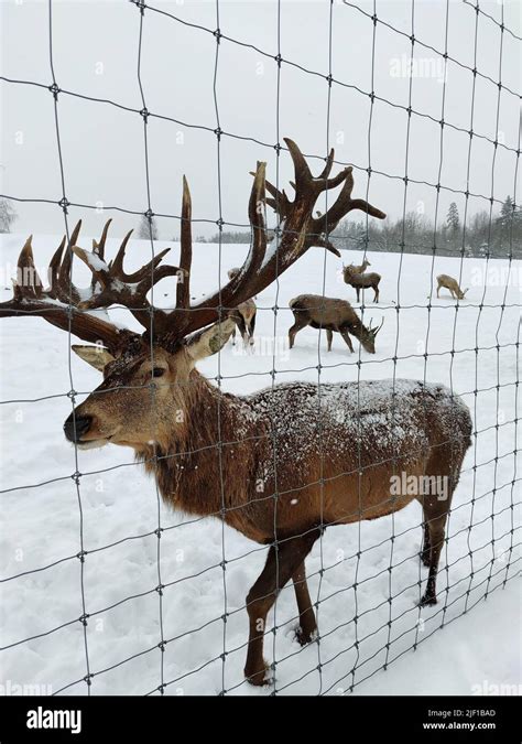 Le Cerf Se Trouve Derri Re La Cl Ture M Le Cerf Avec Bois Interaction