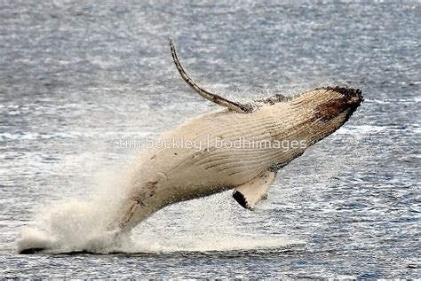 Humpback Whale Calf Bicheno Tasmania By Tim Buckley Bodhiimages