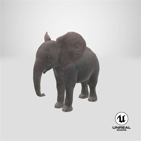 Baby Elephant 3d Model 149 3ds C4d Fbx Ma Obj Max