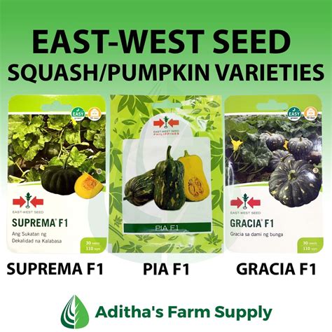 East West Seed Squash Pumpkin Kalabasa Hybrid Varieties Sophia F