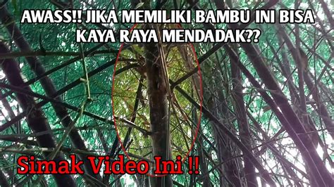 AWAS JIKA MEMILIKI BAMBU INI BISA KAYA RAYA MENDADAK YouTube