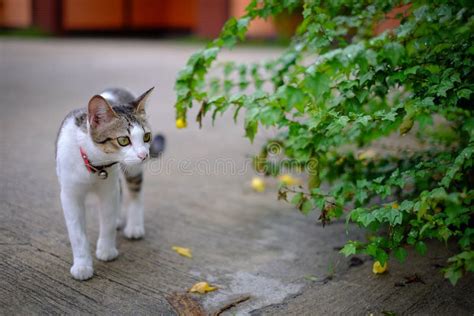 A cat walks outside house stock image. Image of nature - 77800325