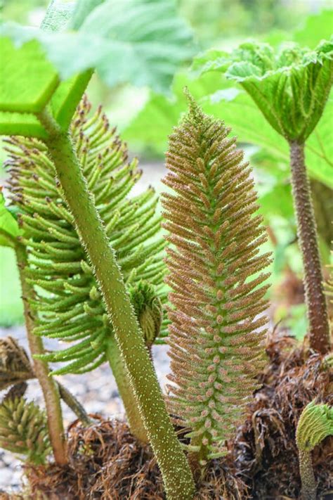 Brazilian Giant-rhubarb Gunnera Manicata Conical Panicle with Tiny Red-green Flowers Stock Image ...