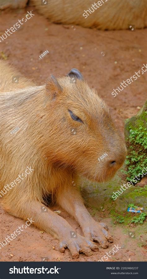 Capybara Hydrochoerus Hydrochaeris Walking Sitting Zoo Stock Photo