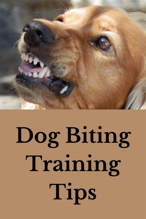 Dog Biting Training Tips - Prevention for Adults and Kids