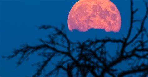 La Luna Rosa Y Los Signos Del Zodiaco Uno Por Uno C Mo Los Afecta