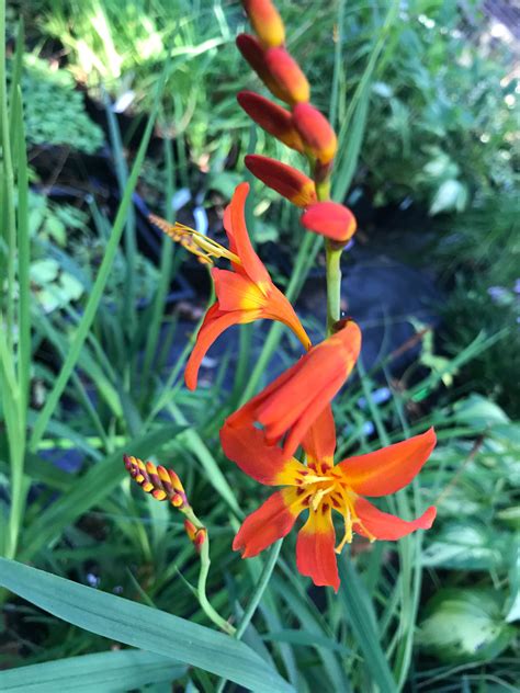 Crocosmia 'Prince of Orange' (Montbretia) - Keeping It Green Nursery