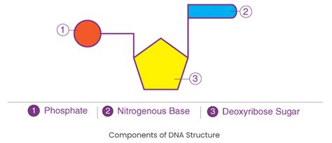 Synthesis and Structure of Genetic Material - Agriculture Optional ...