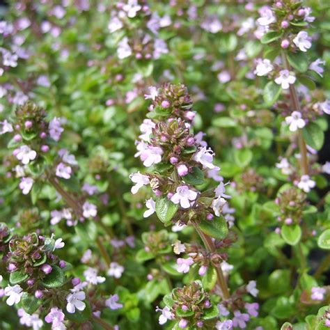 Thymus Citriodorus ‘lemon Find Haveplanter