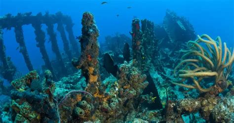 Scuba Diving Extravaganza Underwater Marvels Of The Virgin Islands On