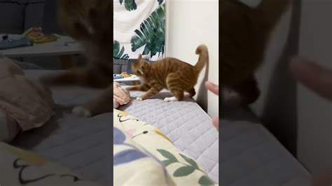 😂 Catsoftiktok Cute Cat Funny Fyp Youtube