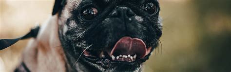 Dogs | 1 best free dog, animal, canine and mammal photos on Unsplash