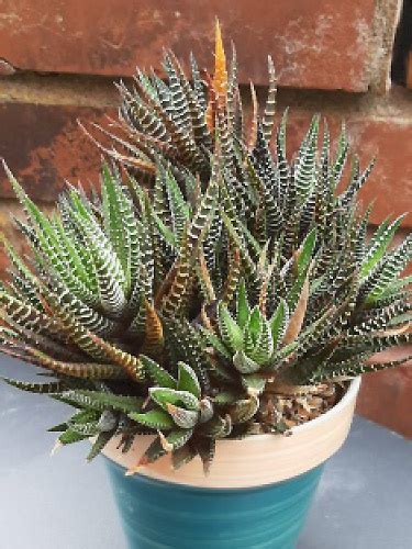 Haworthia Henry Shaw Cactus And Succulent Society