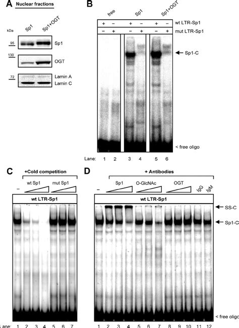 Ogt Does Not Interfere With Sp1 Expression And Dna Binding Of Sp1 A Download Scientific