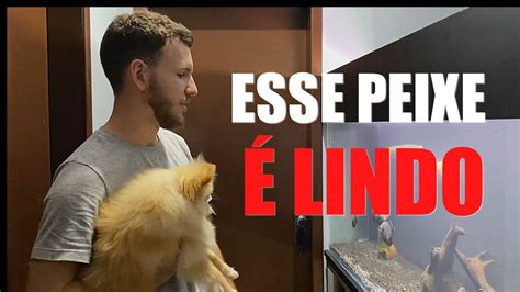 PEIXE IGUAL A ESSE NÃO EXISTE Aquário Jumbo YouTube