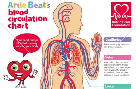 Circulatory System For Grade 6