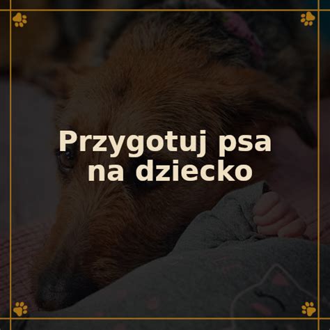 Doradztwo Przygotuj Psa Na Pojawienie Si Dziecka Zamerdani