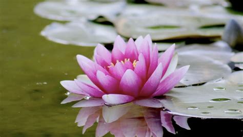 Flores Que Simbolizam Recomeço - 14 Flores que significam recomeço para você conhecer