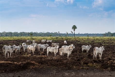 Arquivos Produção Pecuária Mercado Consumo