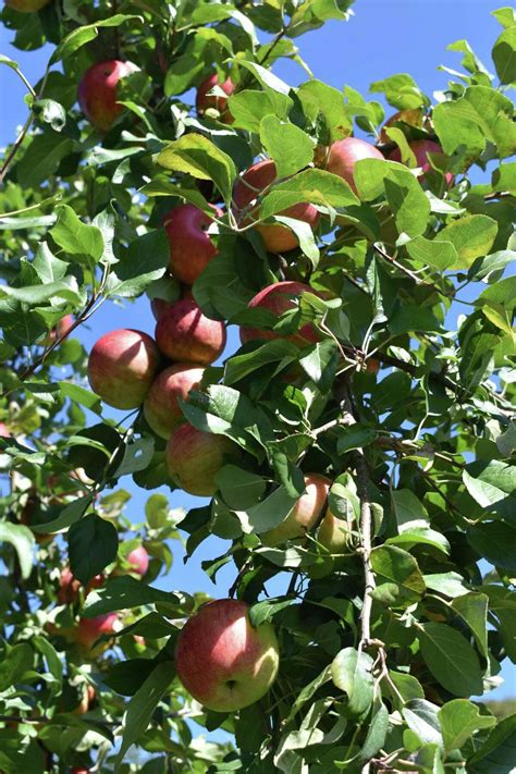 New Milford Is Planning Its First Apple Festival This Fall