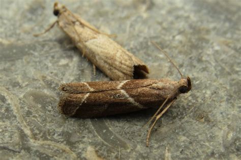 Latest Micro Photos Suffolk Moths The Macro And Micro Moths Of