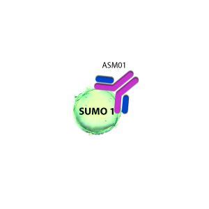 Signal Seeker Ubiquitination Enrichment Kit Immuno Precipitation