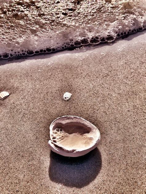 Myrtle Beach Seashell Collections Stock Photo Image Of Idyllic