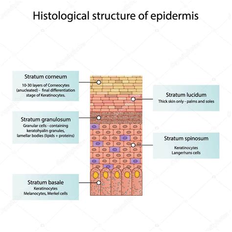 Estructura Histol Gica De La Epidermis Capas De Piel Ilustraci N