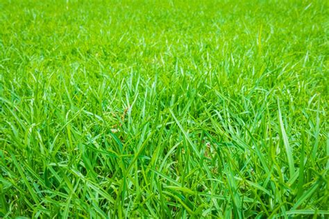 How To Cut Tall Grass [6 Steps To Tame An Overgrown Lawn] Pepper S Home And Garden