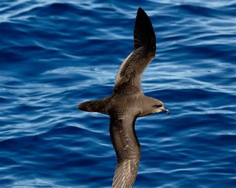 Grey Faced Petrel Facts Diet Habitat And Pictures On Animaliabio