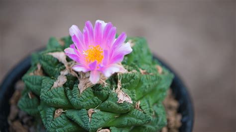 Ariocarpus Fissuratus Adorable Living Rock Cactus Leafy Cactus