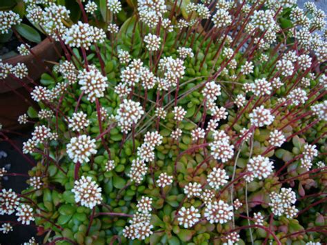 Crassula Pubescens Subsp Radicans Red Carpet World Of Succulents